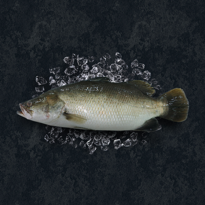 Asian Seabass Whole Gutted thumbnail v2