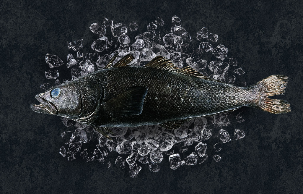 Chilean Seabass whole
