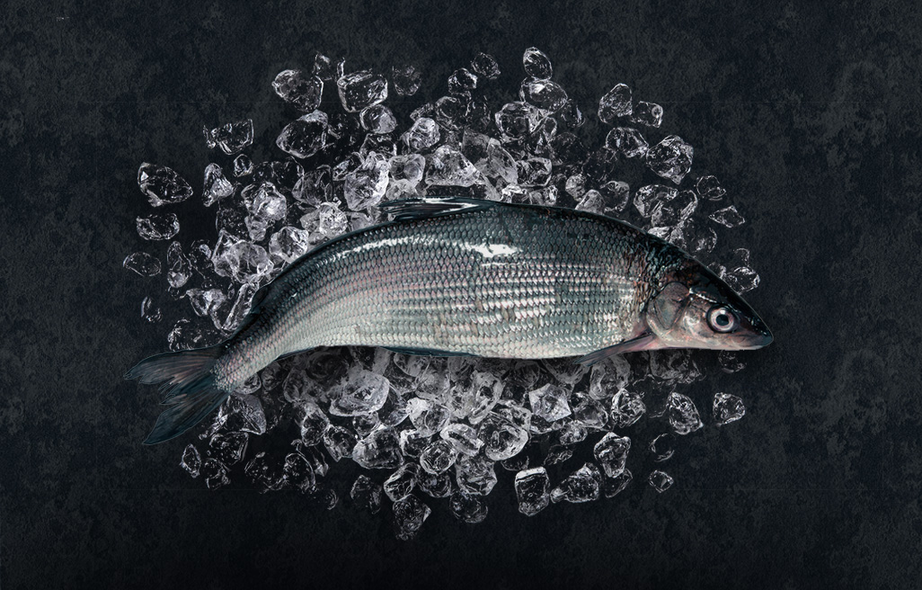 white fish raw