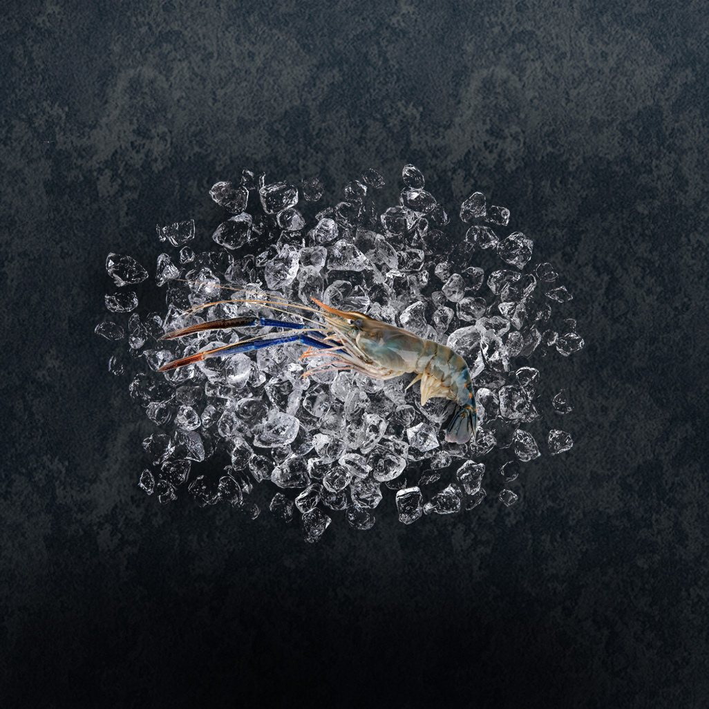 FreshWaterprawnThumbnail