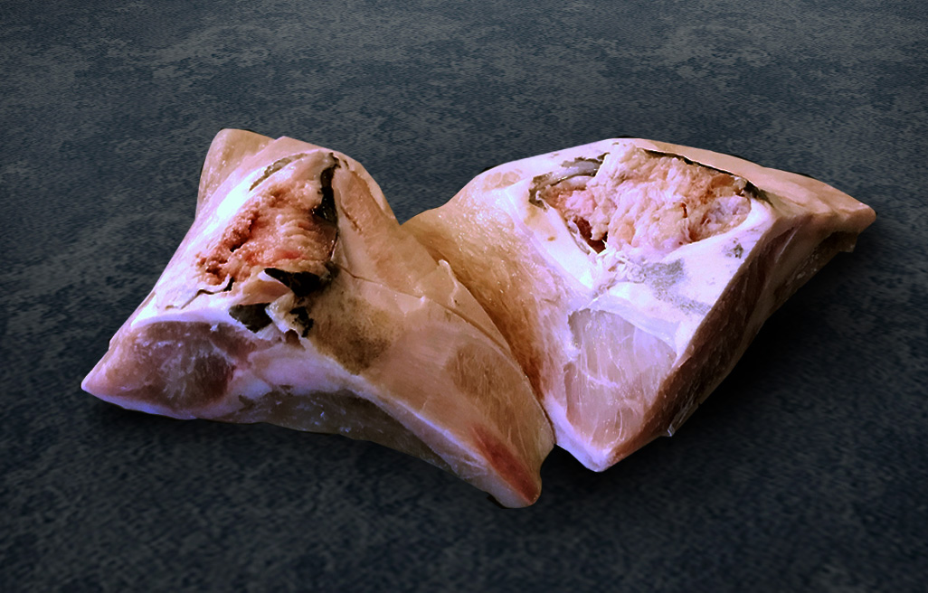 swordfish collar raw v2