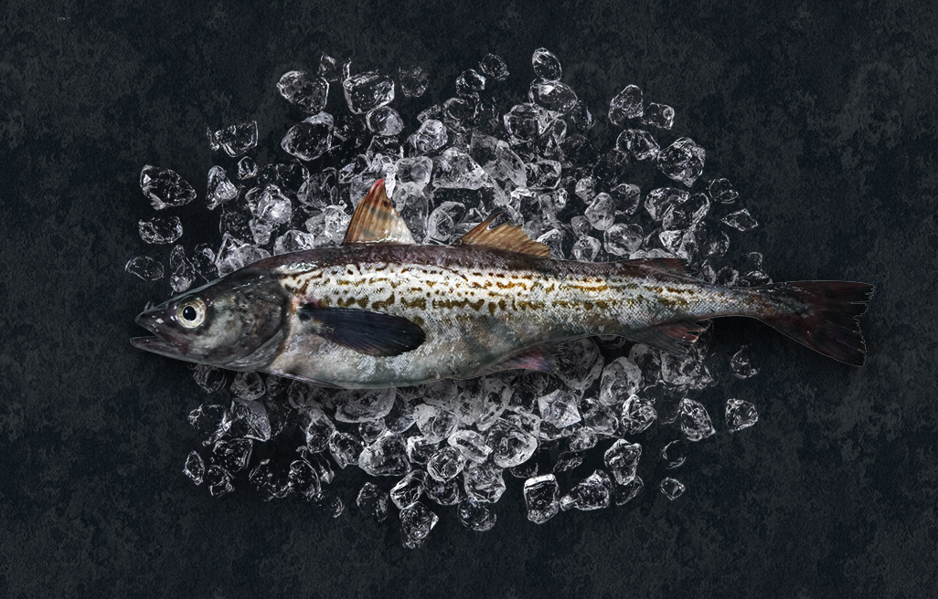 Alaskan Pollock whole