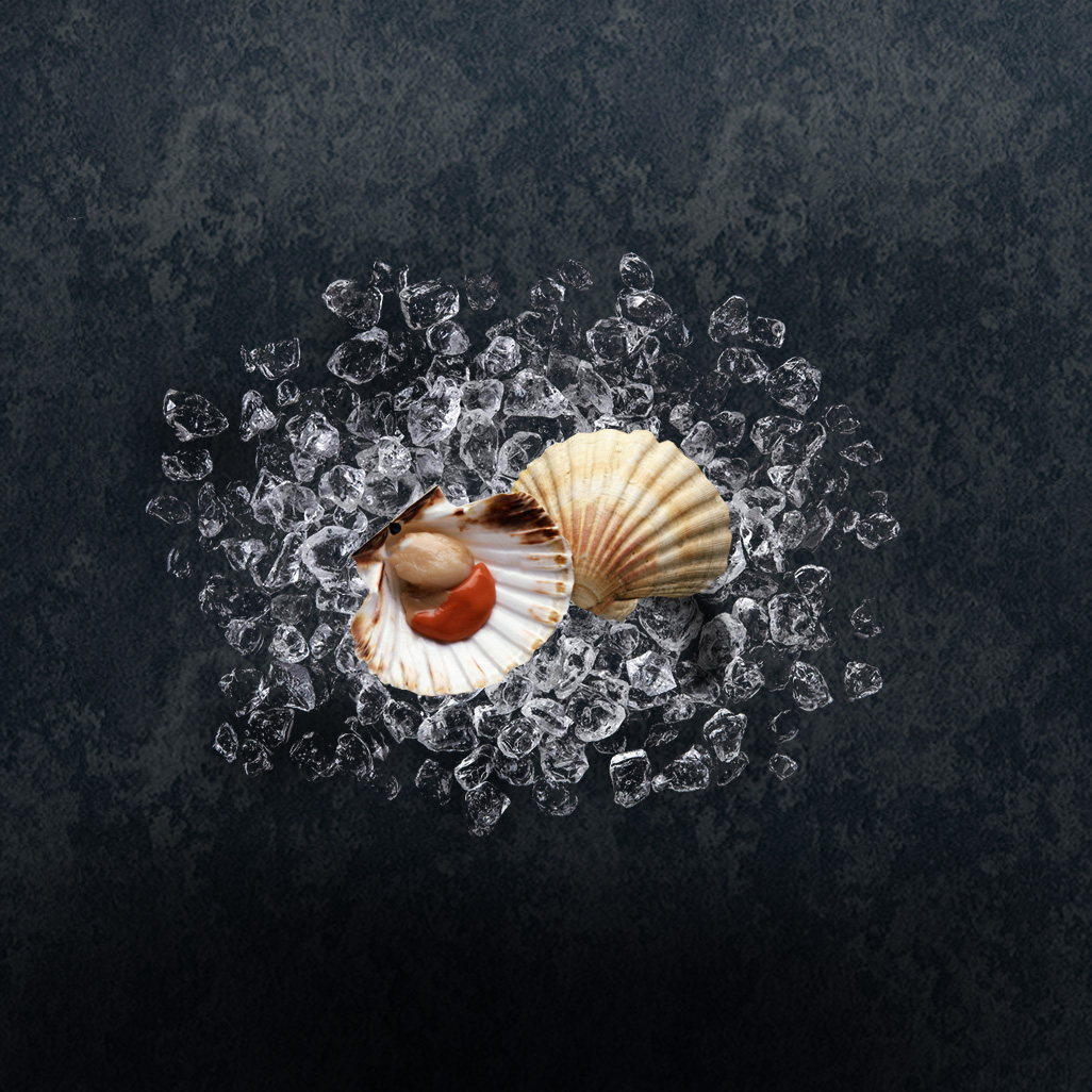 scallop thumbnail