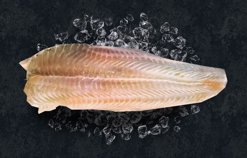 sutchi fish fillet