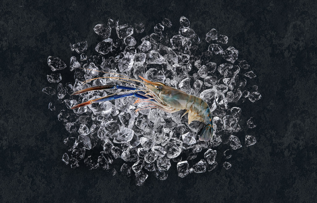 FreshWaterprawnRaw