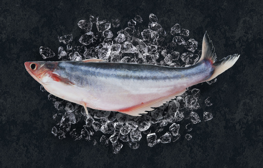 Sutchi Fish whole