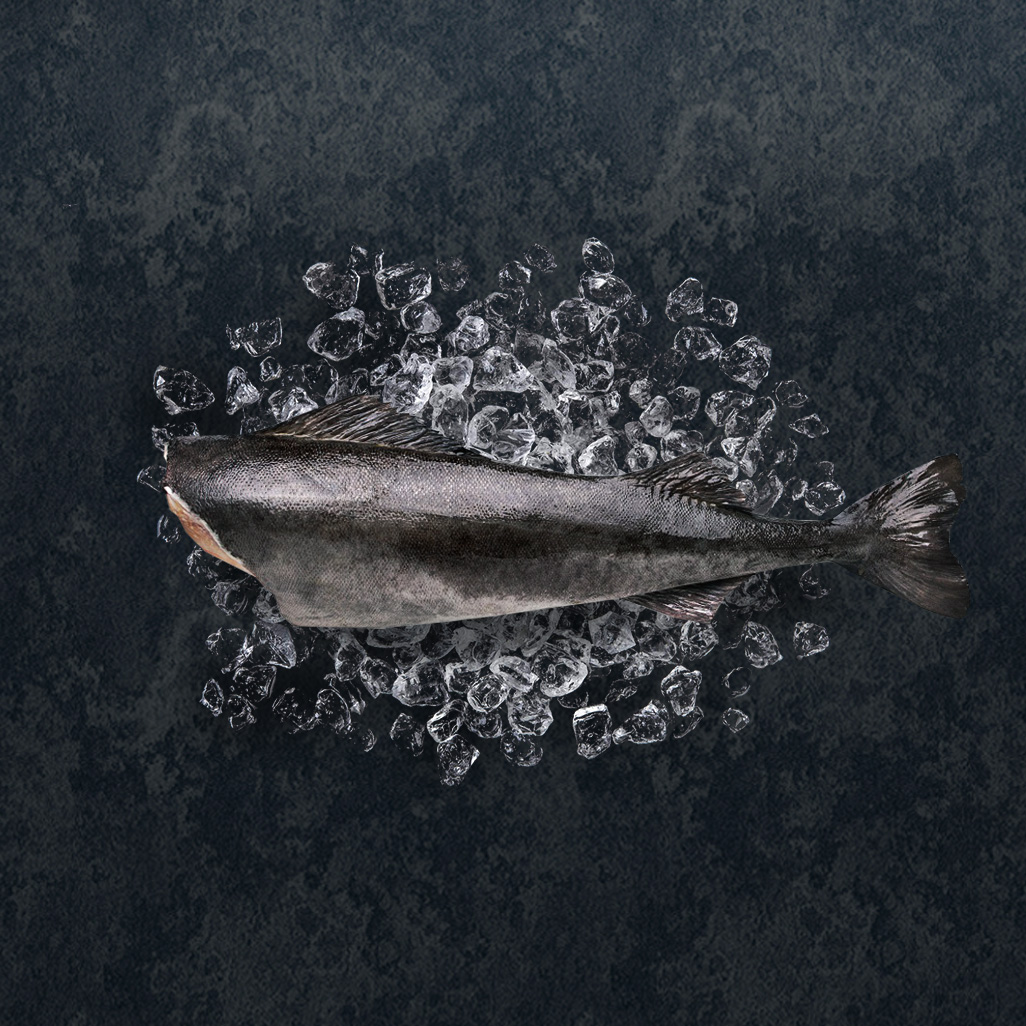 Black Cod Fish thumbnail