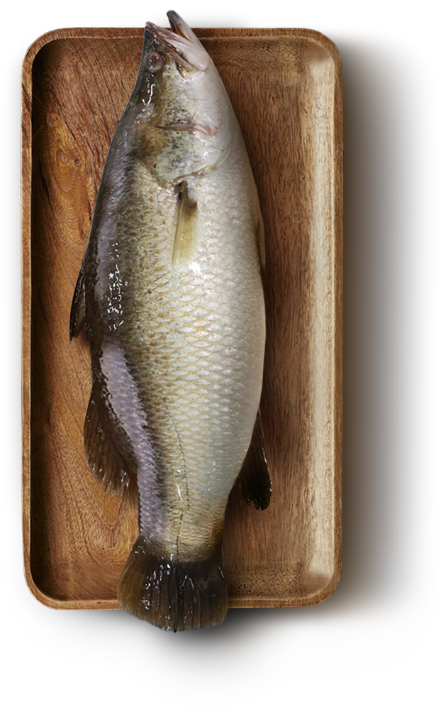 raw seabass
